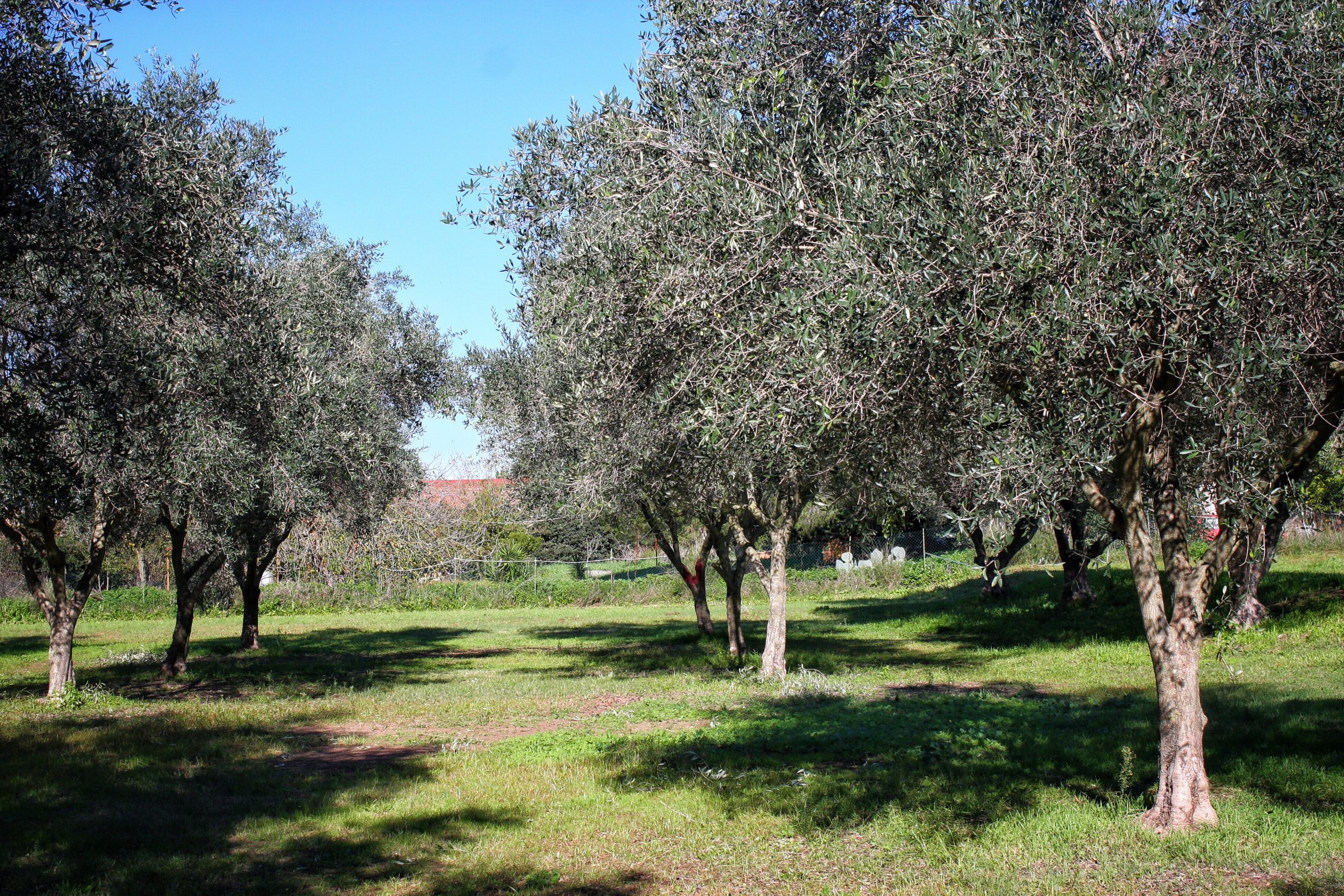La lucha contra la sequía olivarera en Alcaudete tiene premio